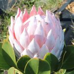 Protea pink