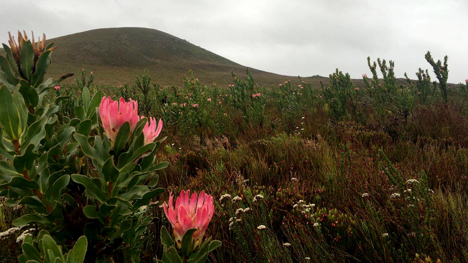 protea field